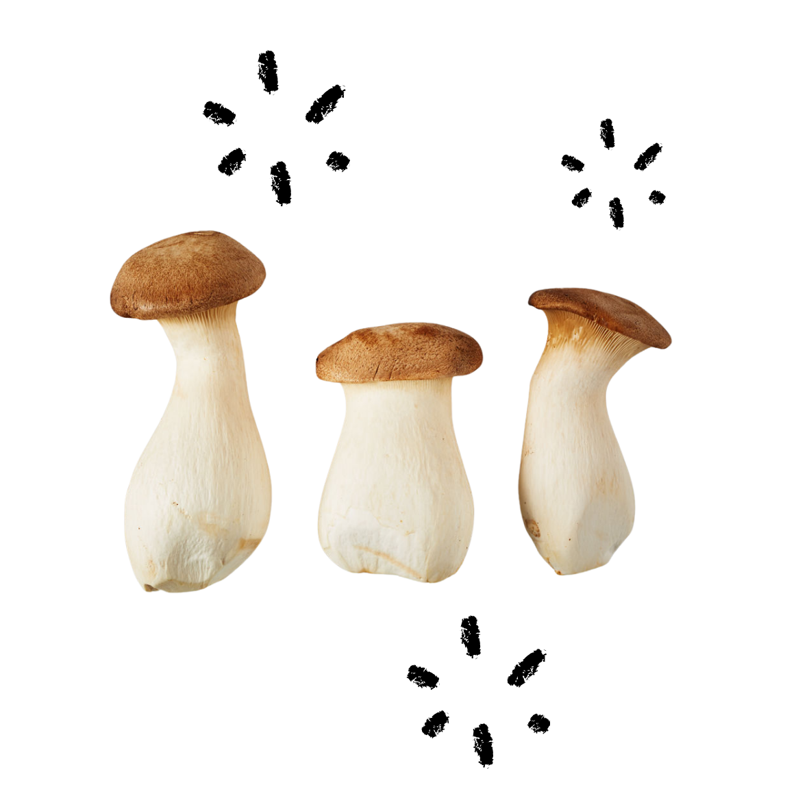 Kräuterseitlinge