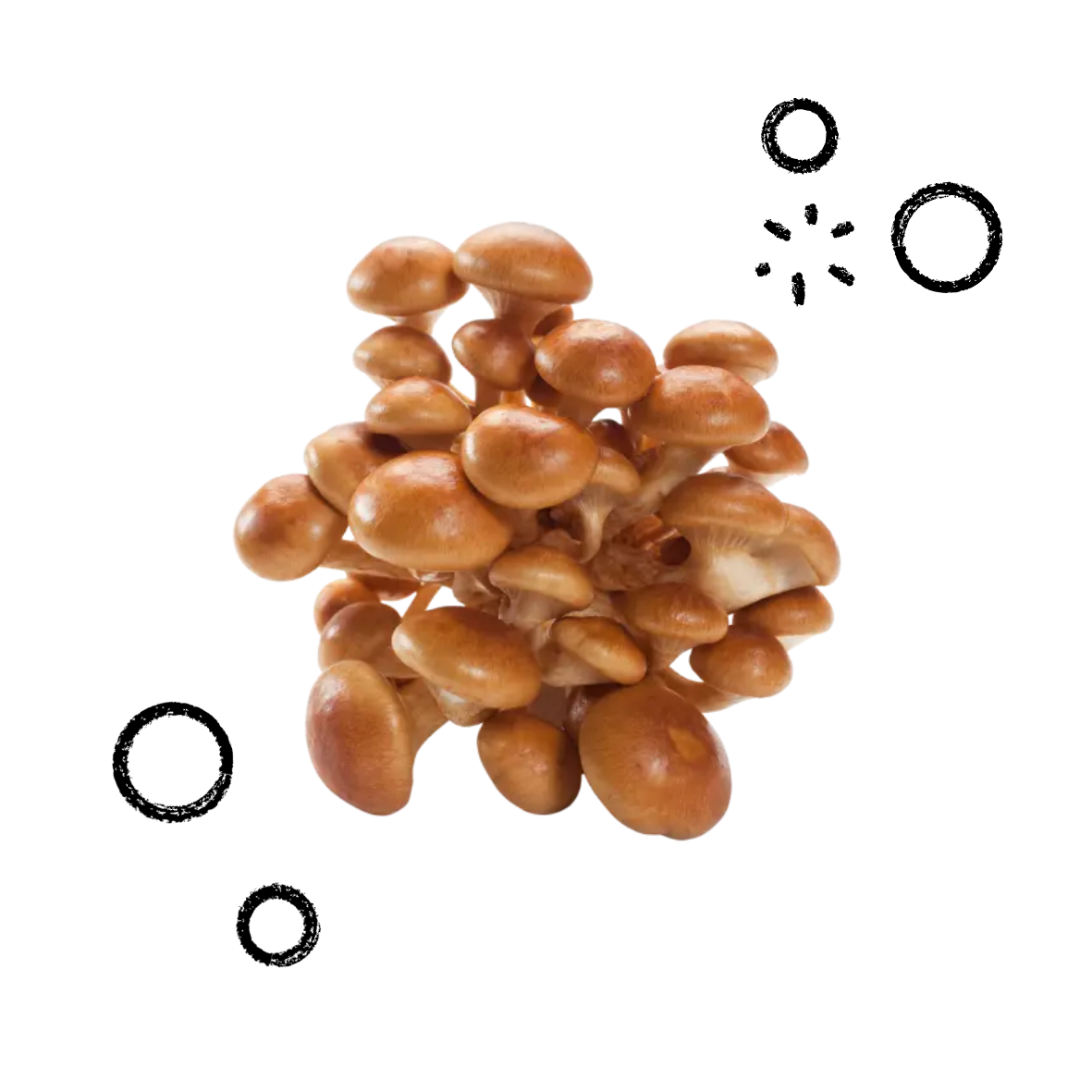 Nameko